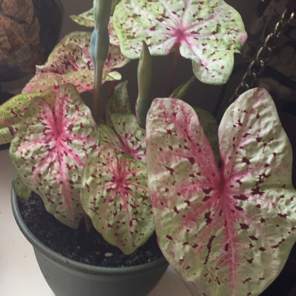 Meet your Posher, Mercedes